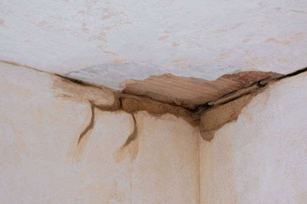 Best Carpet water damage restoration  in New Paleste, IN