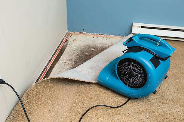 Best Water damage cleanup near me  in New Paleste, IN
